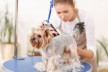 Elite Luxurious Dog Grooming Salon – Business for Sale - Ref: 2903 