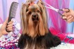 Elite Luxurious Dog Grooming Salon – Business for Sale - Ref: 2903 